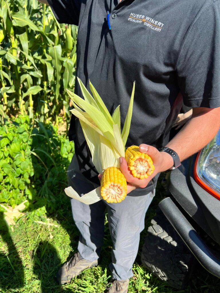 Person in a black “Huber Winery” polo stands beside a cornfield, holding two freshly cut yellow ears of corn with husks partly peeled back.